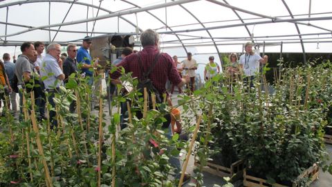 Parmi les travaux de recherche, la lutte contre les tarsonèmes sur jasmin étoilé. © LH